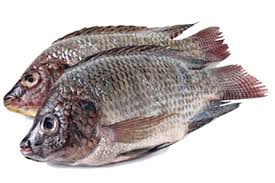 Fresh Fish 1 pc