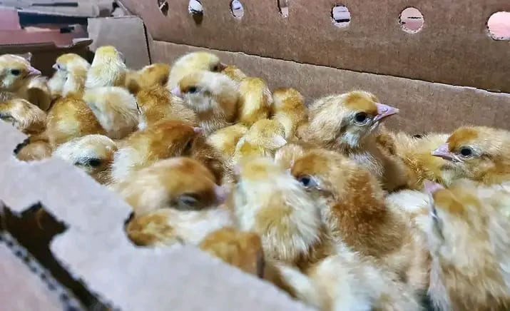 Chicks Sasso