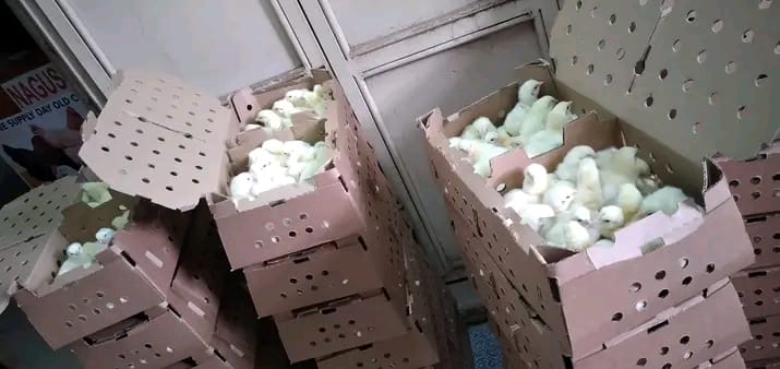 Chicks Broilers