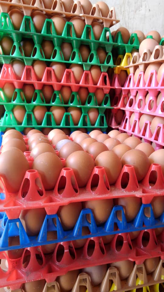 eggs (a tray)