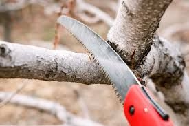 Pruning Saw